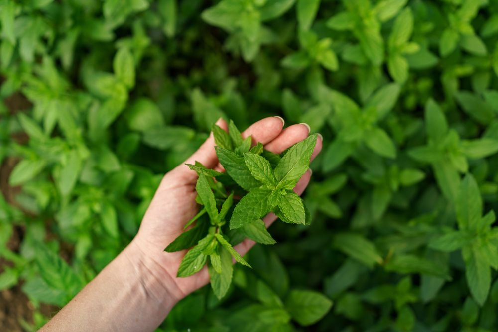 15 Tulsi Benefits for Skin & Hair and its Uses