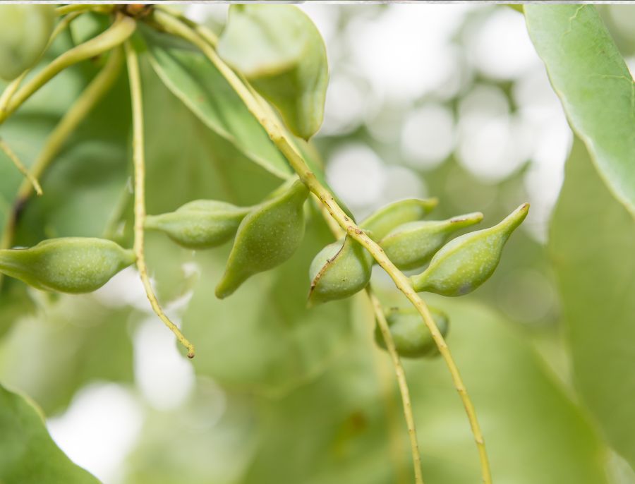 Surprising Benefits Of Kakadu Plum In Skincare