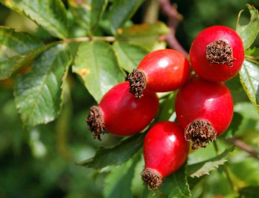 The Incredible Benefits of Using Rosehip Oil on Your Face