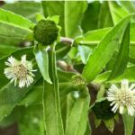 bhringraj-benefits-for-hair